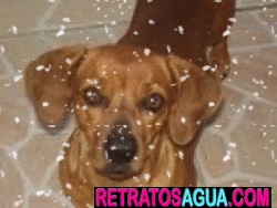 1° Lugar-Pitty