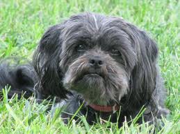 Affenpinscher   (Pinscher macaco) 