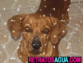 /album/vencedores-/amontagempitty-gif/
