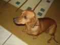 /album/vencedores-/amotagennpityt-gif/