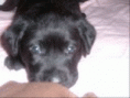 /album/vencedores-/amontagennmaike-gif/